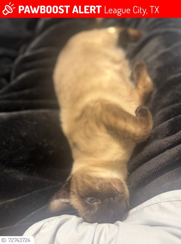 Lost Female Cat last seen Newport , League City, TX 77573