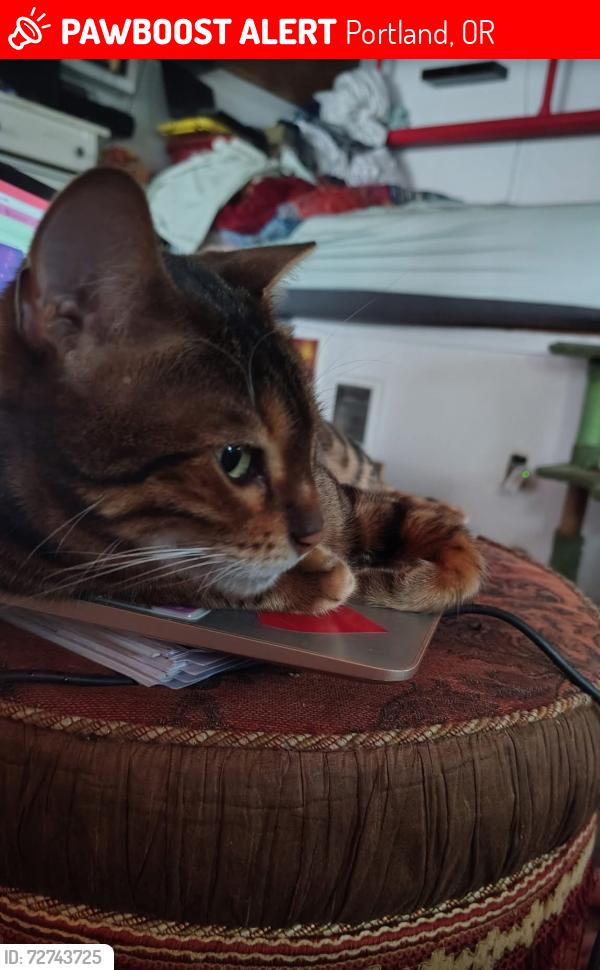 Lost Female Cat last seen Safeway near motor dealership , Portland, OR 97206
