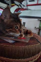 Lost Female Cat last seen Safeway near motor dealership , Portland, OR 97206