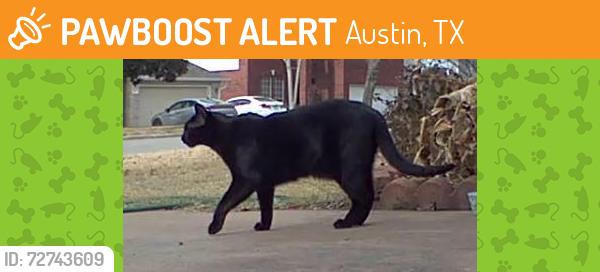 Found/Stray Male Cat last seen Wells Port Drive & Rick Whinery Dr., Austin TX 78728, Austin, TX 78728