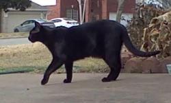 Found/Stray Male Cat last seen Wells Port Drive & Rick Whinery Dr., Austin TX 78728, Austin, TX 78728