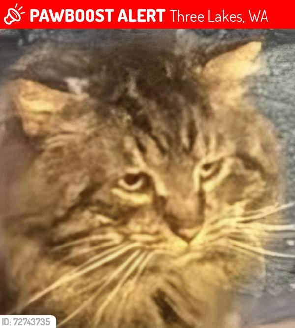 Lost Female Cat last seen 171st ave se , Three Lakes, WA 98290