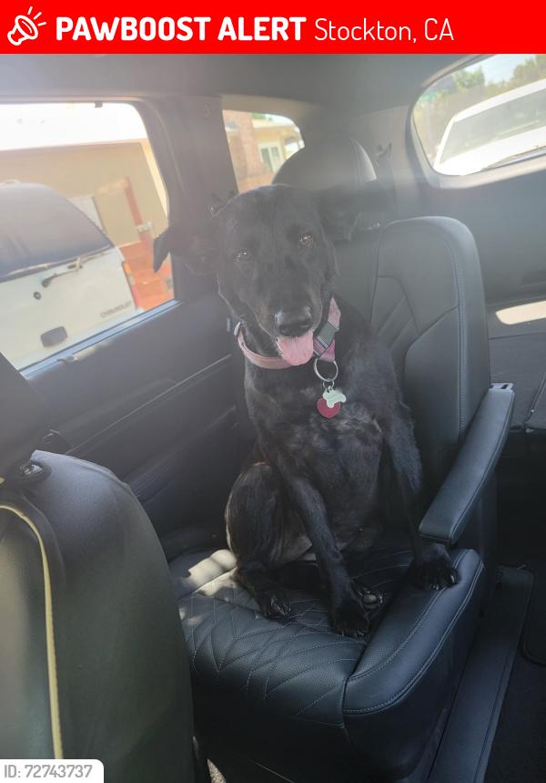 Lost Female Dog last seen El dorado, Stockton, CA 95204