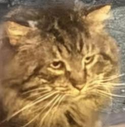 Lost Female Cat last seen 171st ave se , Three Lakes, WA 98290