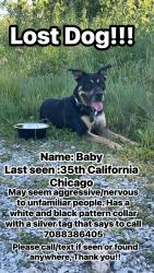 Lost Female Dog last seen 35th and California , Chicago, IL 60602