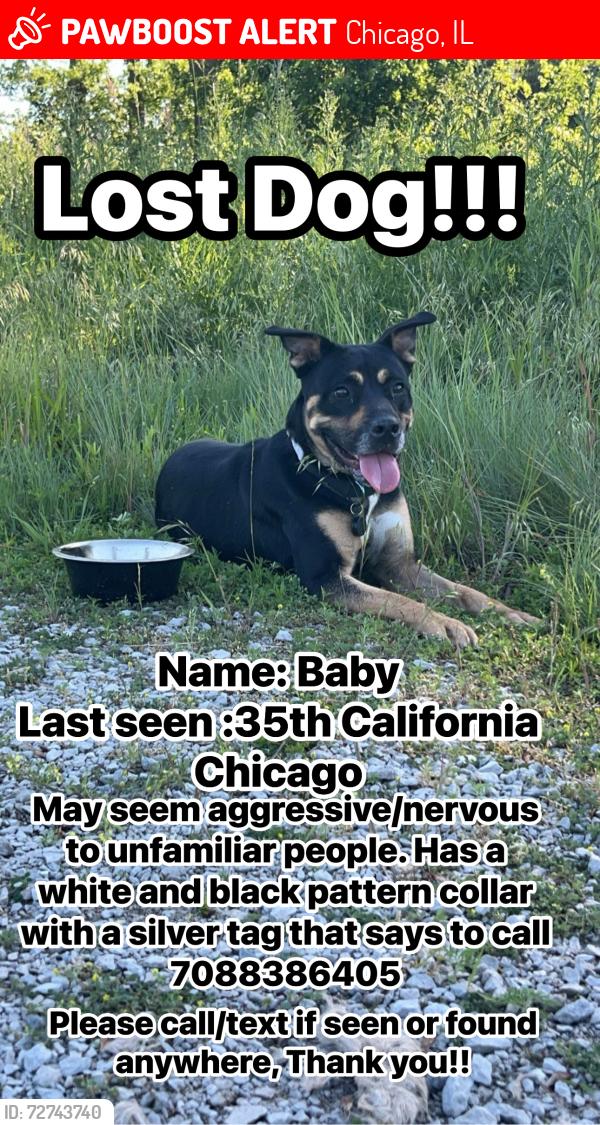 Lost Female Dog last seen 35th and California , Chicago, IL 60602