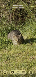 Found/Stray Unknown Cat last seen Singleton Road and Mint Ave, Mooresville, NC 28117