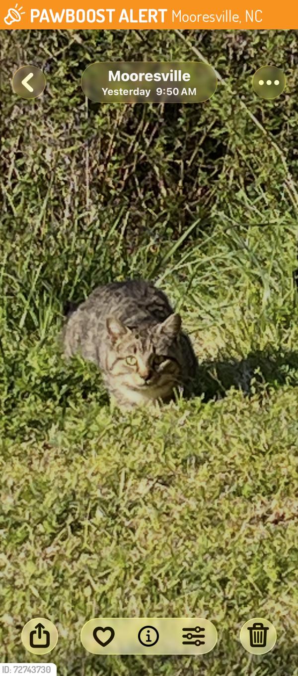 Found/Stray Unknown Cat last seen Singleton Road and Mint Ave, Mooresville, NC 28117