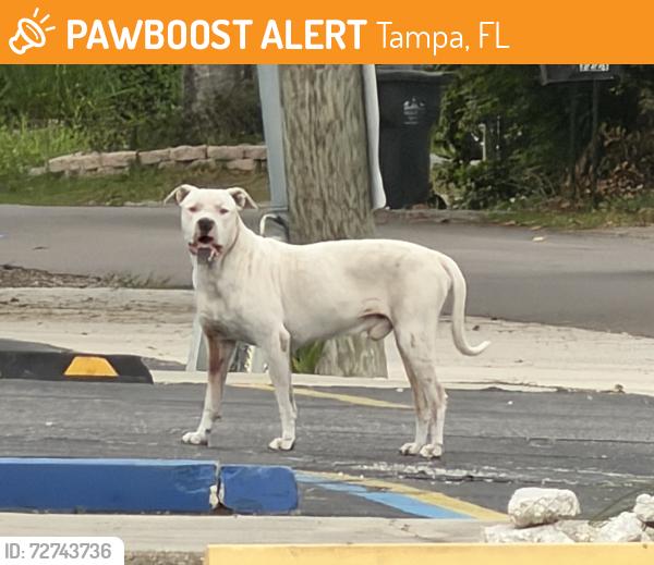 Found/Stray Male Dog last seen intersection of N Sterling Ave and W Hamilton Ave, Tampa, FL 33614