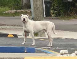 Found/Stray Male Dog last seen intersection of N Sterling Ave and W Hamilton Ave, Tampa, FL 33614