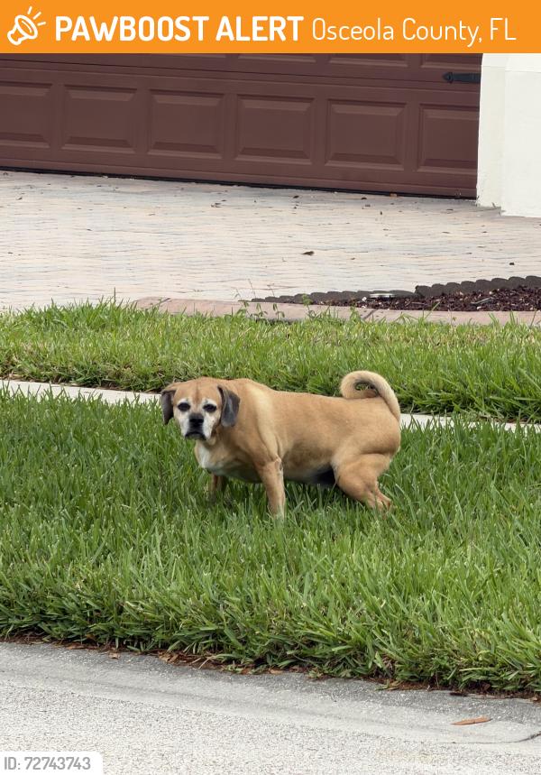 Found/Stray Unknown Dog last seen Eagle talon , Osceola County, FL 34746
