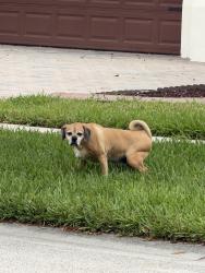 Found/Stray Unknown Dog last seen Eagle talon , Osceola County, FL 34746