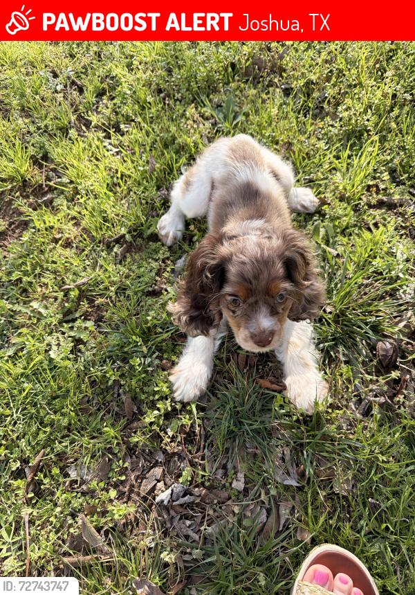 Lost Female Dog last seen Grayson ct Joshua tx, Joshua, TX 76058