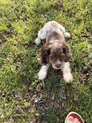 Lost Female Dog last seen Grayson ct Joshua tx, Joshua, TX 76058
