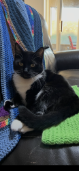 Lost Male Cat last seen Princeton dr and North Hancock, Clermont, FL 34715