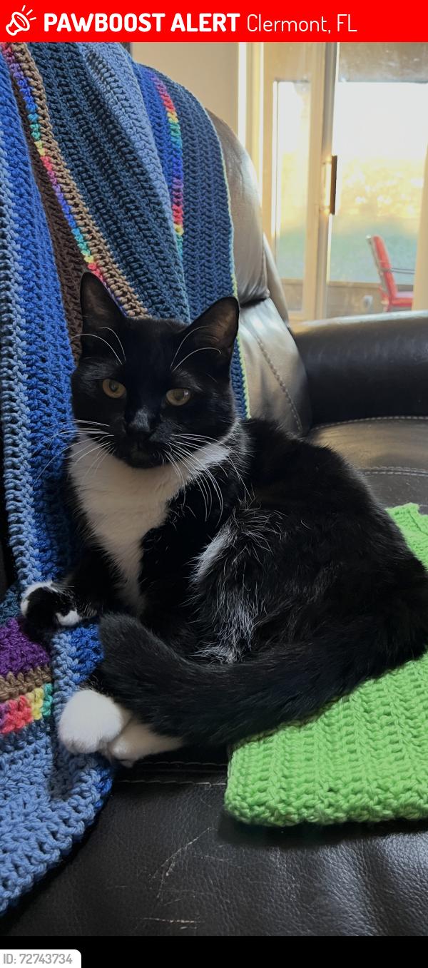 Lost Male Cat last seen Princeton dr and North Hancock, Clermont, FL 34715