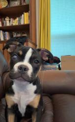 Lost Female Dog last seen hses behind the een mall, Killeen, TX 76543