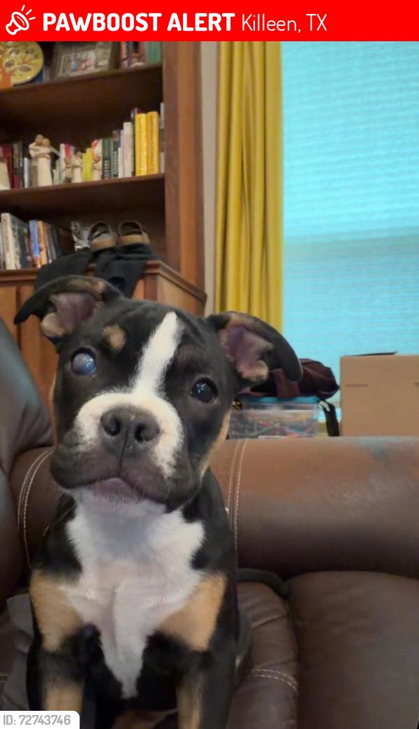 Lost Female Dog last seen hses behind the een mall, Killeen, TX 76543