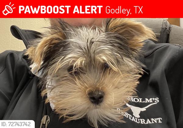 Lost Female Dog last seen Hwy 171/ Nolan Ranch, Godley, TX 76044