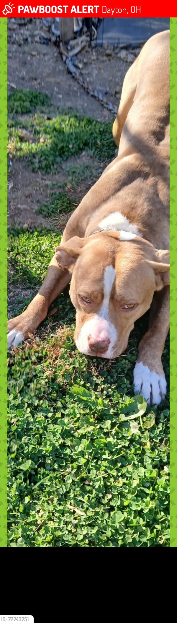 Lost Male Dog last seen Sibenthaler,Riverside dr, Dayton, OH 45405