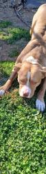 Lost Male Dog last seen Sibenthaler,Riverside dr, Dayton, OH 45405