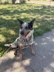 Found/Stray Male Dog last seen Santa Rita area, San Angelo, TX 76902