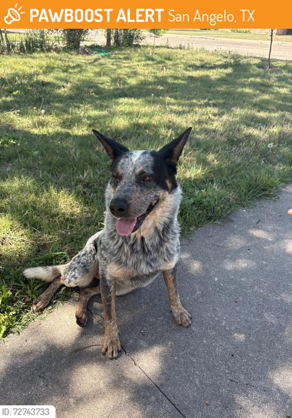 Found/Stray Male Dog last seen Santa Rita area, San Angelo, TX 76902