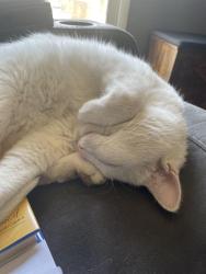 Lost Male Cat last seen Rand and 176, Wauconda, IL 60084