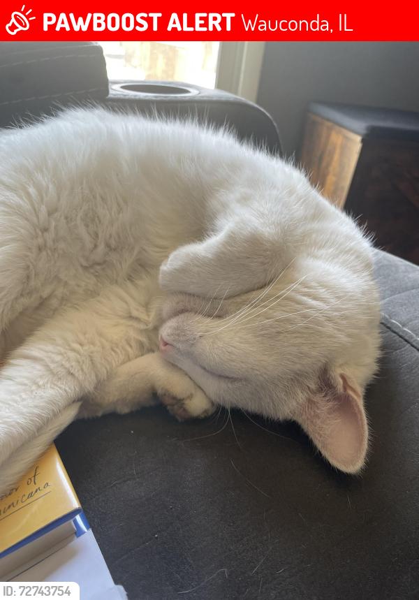 Lost Male Cat last seen Rand and 176, Wauconda, IL 60084