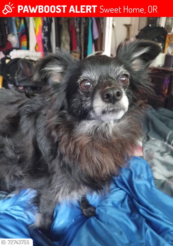Lost Female Dog last seen on long street, Sweet Home, OR 97386