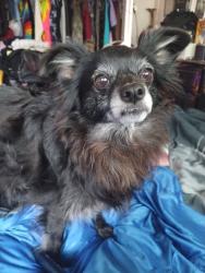 Lost Female Dog last seen on long street, Sweet Home, OR 97386
