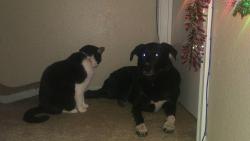 Lost Male Cat last seen Chandler Creek Blvd, Round Rock, TX 78665