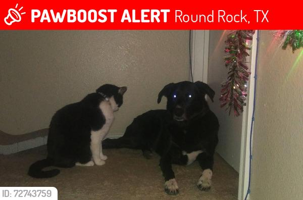 Lost Male Cat last seen Chandler Creek Blvd, Round Rock, TX 78665