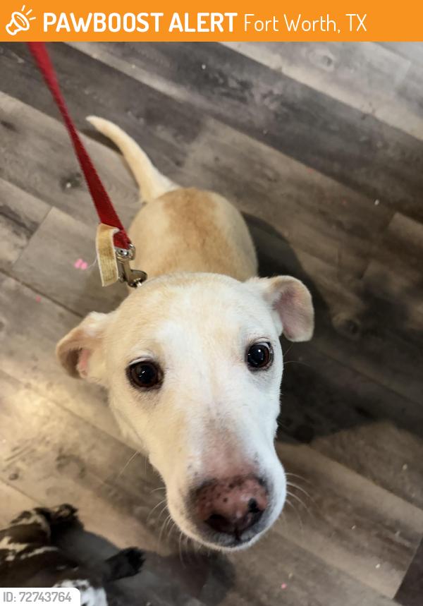 Found/Stray Female Dog last seen Starbucks in Saginaw, Fort Worth, TX 76179