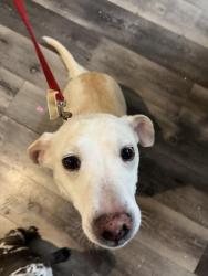 Found/Stray Female Dog last seen Starbucks in Saginaw, Fort Worth, TX 76179