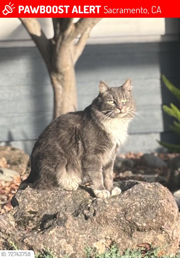 Lost Male Cat last seen bruceville rd and jacinto rd, Sacramento, CA 95823