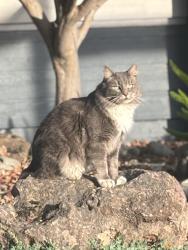 Lost Male Cat last seen bruceville rd and jacinto rd, Sacramento, CA 95823