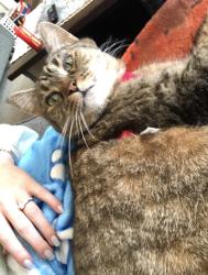 Lost Female Cat last seen Lyons Road and Pine St, Bristol, CT 06010