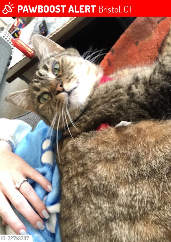 Lost Female Cat last seen Lyons Road and Pine St, Bristol, CT 06010