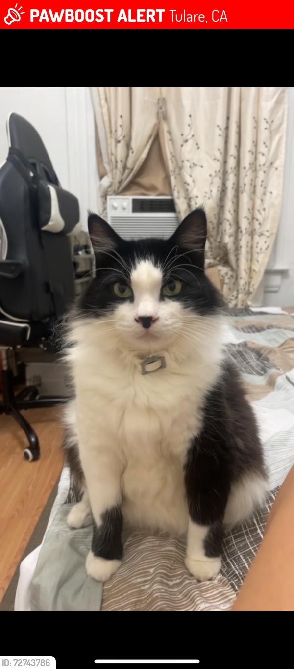 Lost Male Cat last seen Tulare ca, Tulare, CA 93274