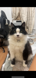 Lost Male Cat last seen Tulare ca, Tulare, CA 93274