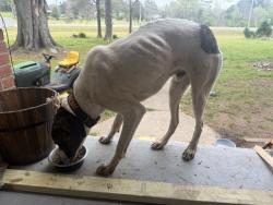 Found/Stray Male Dog last seen Walmart , Sylacauga, AL 35150