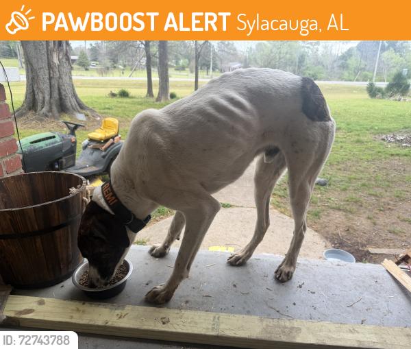 Found/Stray Male Dog last seen Walmart , Sylacauga, AL 35150