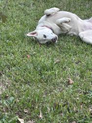Found/Stray Female Dog last seen E. North st. Behind Fork and Plough , Greenville, SC 29607