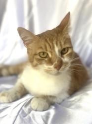 Lost Female Cat last seen Near W Lemon Ave, Monrovia, CA, Arcadia, CA 91007