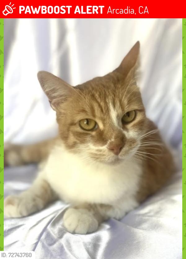 Lost Female Cat last seen Near W Lemon Ave, Monrovia, CA, Arcadia, CA 91007