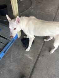 Found/Stray Unknown Dog last seen Lawrence St, Houston, TX 77008