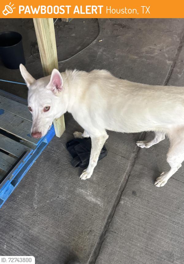 Found/Stray Unknown Dog last seen Lawrence St, Houston, TX 77008