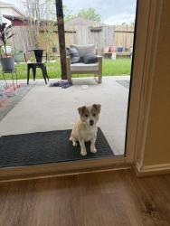 Found/Stray Female Dog last seen Spring Stuebner, Harris County, TX 77389