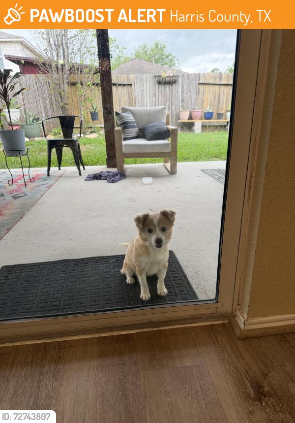 Found/Stray Female Dog last seen Spring Stuebner, Harris County, TX 77389